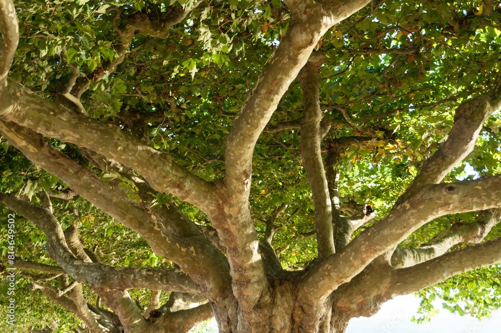 Large plane tree with green leaves on a sunny day