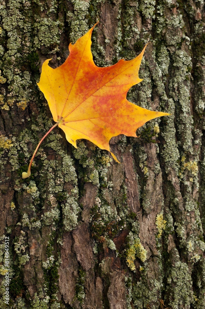 an orange leaf with yellow tips hangs on a bark on a tree an orange leaf with yellow tips hangs on a bark on a tree
