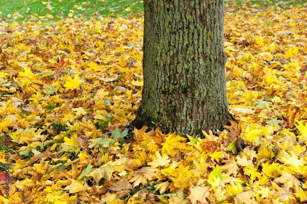 Tree in a vibrant autumn setting, with red, orange, and yellow leaves scattered around the base Tree in a vibrant autumn setting, with red, orange, and yellow leaves scattered around the base