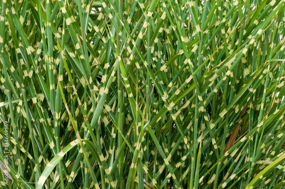 the long green grass has brown spots on it's leaves the long green grass has brown spots on it's leaves