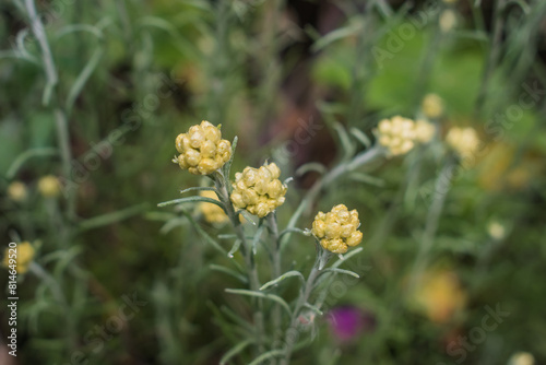 Selective focus on Common Shrubby (helichrysum stoechas) with blurred background photo