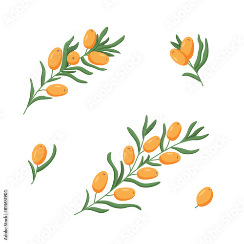 Set of sea buckthorn branches. Vector illustration of a healing edible berry. Drawing for the packaging design.