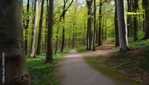 fruhling im nationalpark hainich wanderweg windet sich durch grunen wald thuringen deutschland photo