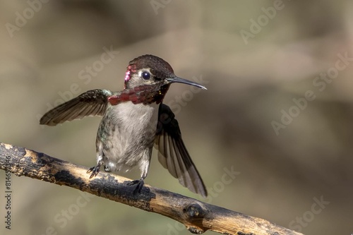 Vibrant bee hummingbird perched on a small branch of a tree in its natural habitat photo