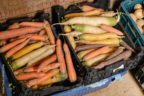 Сarrots in a basket at the market. Storing different types of сarrots in baskets in the cellar. Selective focus