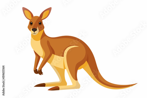 kangaroo cartoon vector illustration