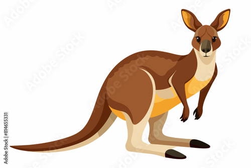 kangaroo cartoon vector illustration