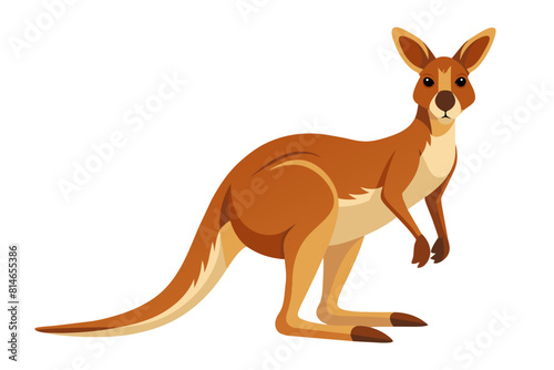 kangaroo cartoon vector illustration