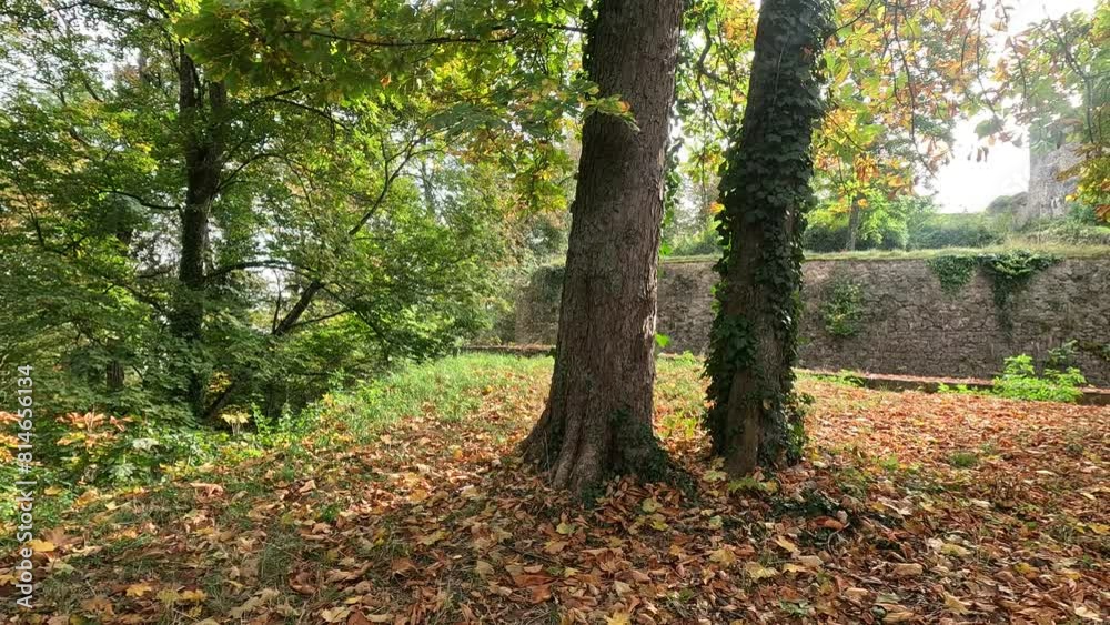 Ivy plants growing on tree trunks in with falling autumn leaves covering woods ground Ivy plants growing on tree trunks in with falling autumn leaves covering woods ground