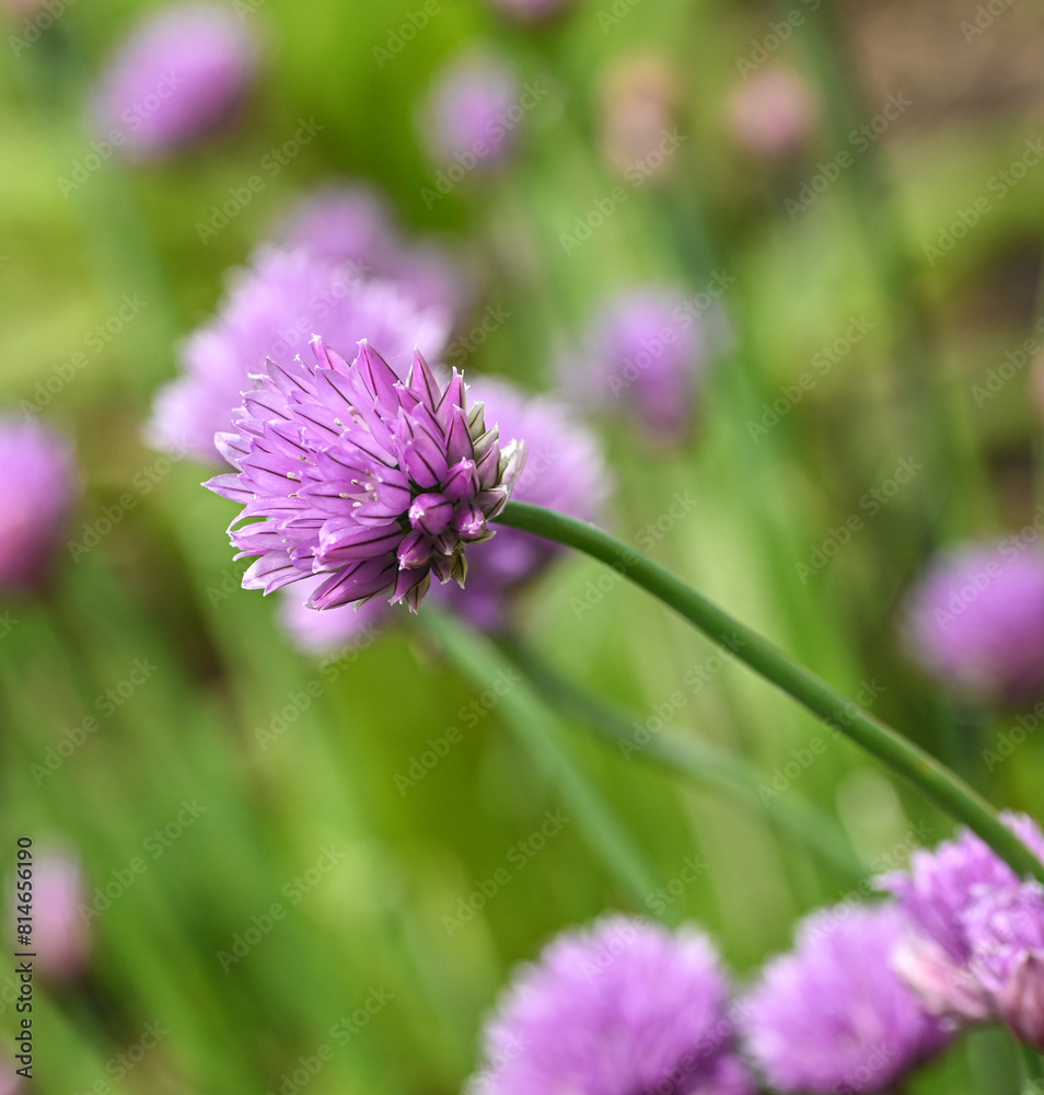 Beautiful close-up of allium schoenoprasum Beautiful close-up of allium schoenoprasum