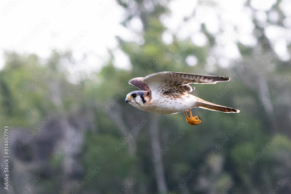Closeup of a The American Kestrel in flight with a blurry background Closeup of a The American Kestrel in flight with a blurry background