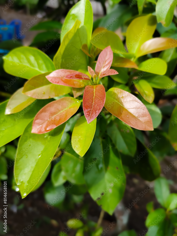 new shoots of avocado plant leaves new shoots of avocado plant leaves