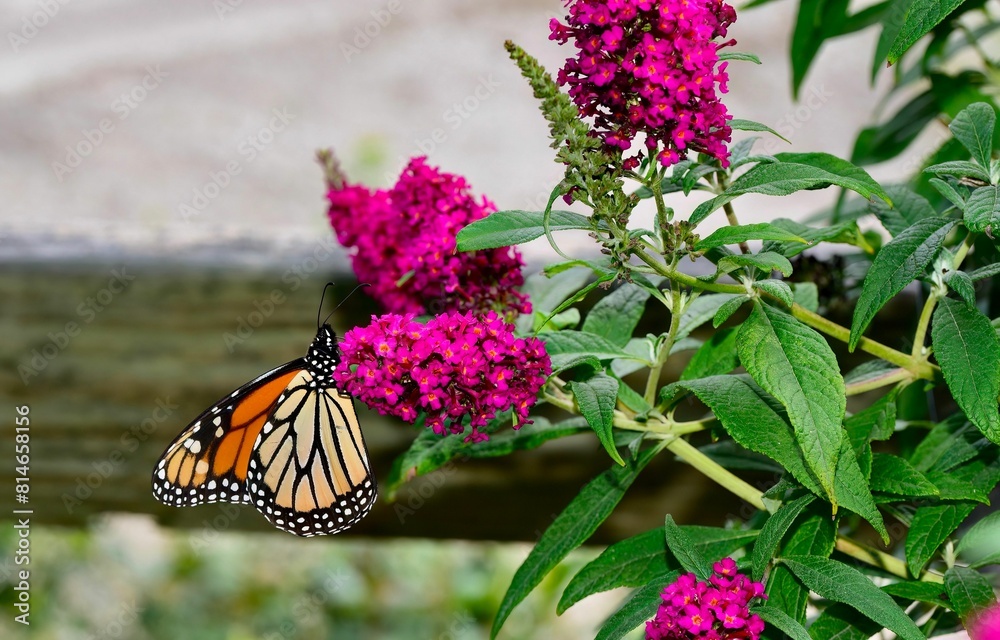 Monarch Butterfly resting on the Buddleia 'CranRazz' flower Monarch Butterfly resting on the Buddleia 'CranRazz' flower
