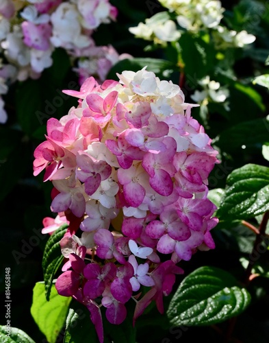 Beautiful pink Hydrangea 'Fire Light'
 flowers growing in the garden