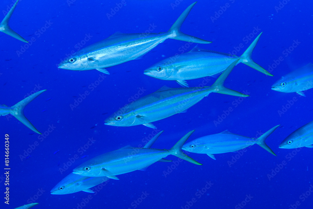 Fototapeta premium Peces en el azul de mar