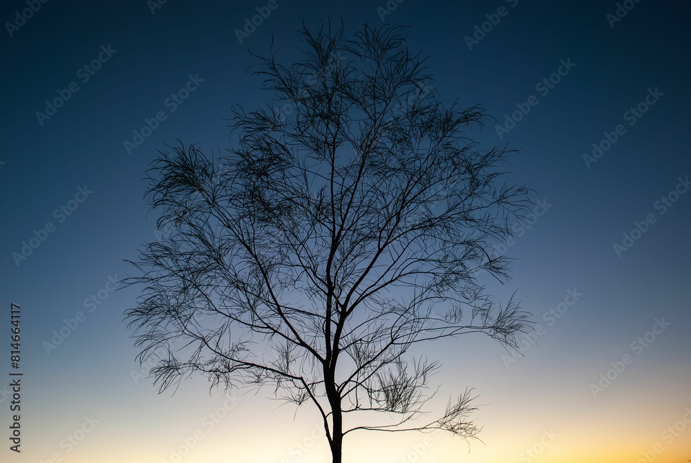 a silhouetted tree stands in front of a colorful sunset a silhouetted tree stands in front of a colorful sunset