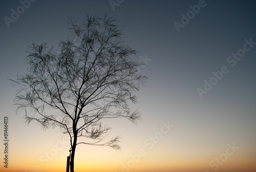 Solitary tree stands atop a desert landscape at golden sunrise