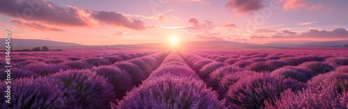 A field of lavender flowers under a setting sun  casting a warm glow over the landscape. The purple blooms stand out against the golden hues of the sky as the day comes to an end.