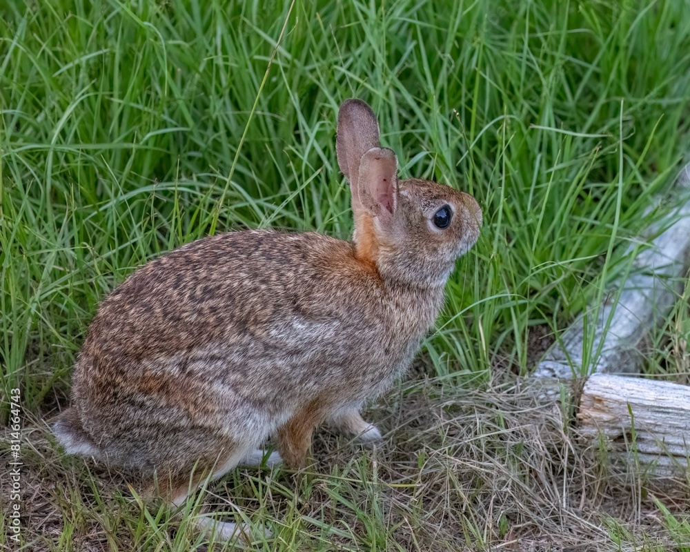 Adorable brown rabbit sits in a lush grassy area, close to a wooden fence Adorable brown rabbit sits in a lush grassy area, close to a wooden fence