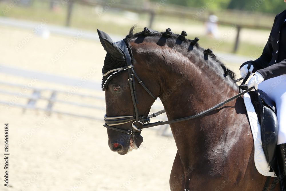 Obraz premium Closeup of a horse portrait during competition training