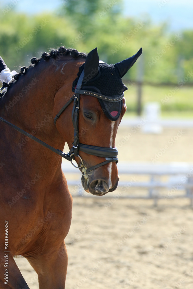 Obraz premium Closeup of a horse portrait during competition training
