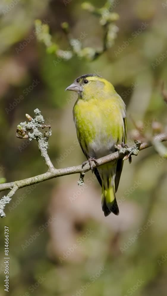 Vertical Video of a Siskin 