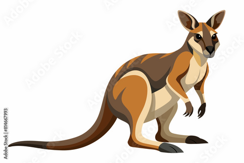 wallaby cartoon vector illustration