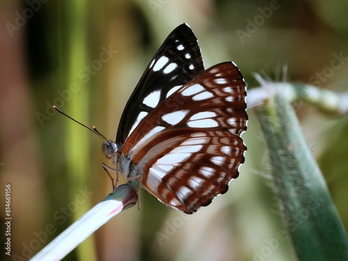 Closeup image of a stunning brown and white butterfly resting on a green plant in the summer sun photo