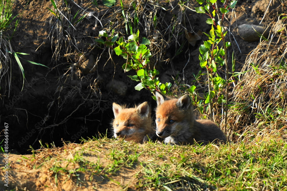 Obraz premium Adorable baby foxes peaking out from their burrow in the wild