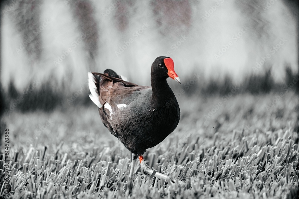 A Moorhen is by the pond looking for food A Moorhen is by the pond looking for food