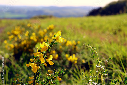 Blühender Ginsterstrauch in grüner Natur, hier am Rande des Premiumwanderwegs Potzberg Wanderweg im Nordpfälzer Bergland im Landkreis Kusel-Altenglan.  photo