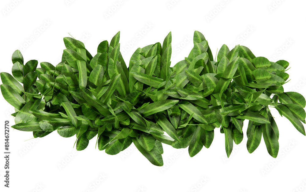 Top view grass bush cut out transparent background