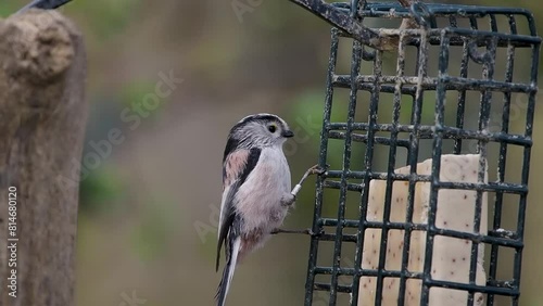 Long-tailed tit or long-tailed bushtit  on a bird feeder photo