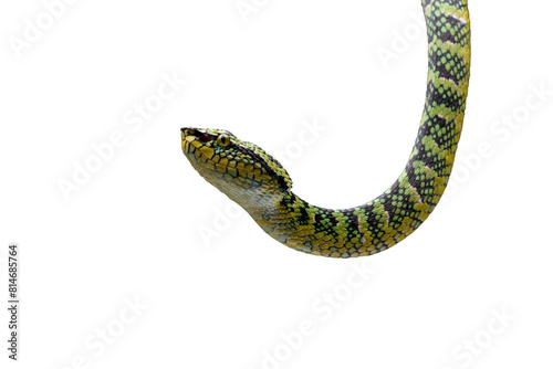 wagleri pit viper snakes, tropidolaemus wagleri