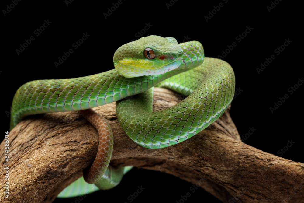 green viper snake on branch, venomous and poisonous snake green viper snake on branch, venomous and poisonous snake