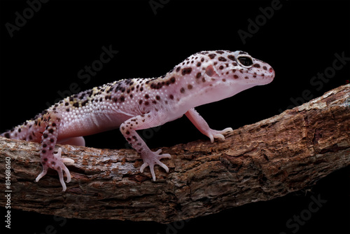 baby leopard gecko lizard, eublepharis macularius 