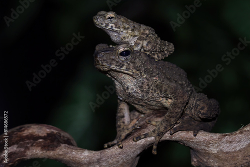 Asian giant toad isolated on black background  Phrynoidis asper on rock