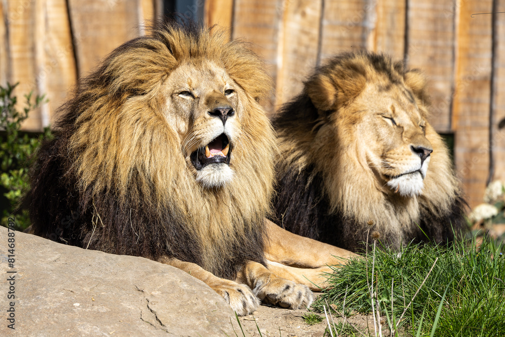 Naklejka premium The lion, Panthera leo is one of the four big cats in the genus Panthera