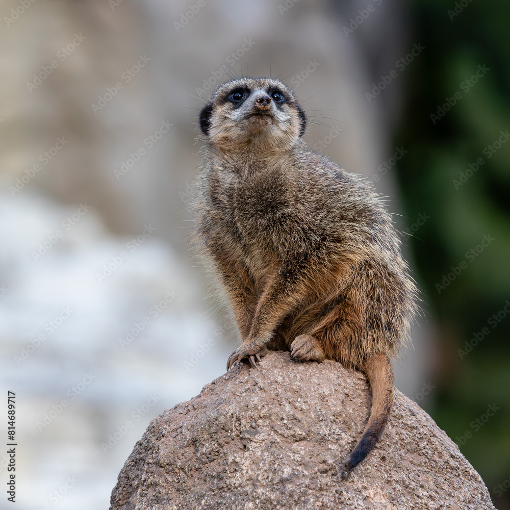 Fototapeta premium Meerkat, Suricata suricatta sitting on a stone and looking into the distance