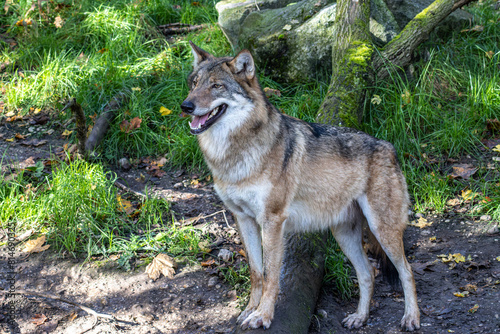 European Grey Wolf, Canis lupus in a german park © rudiernst