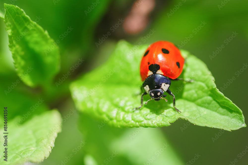 ladybug (Coccinellidae) on parsley stem and green background. ladybug (Coccinellidae) on parsley stem and green background.
