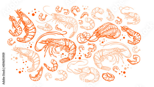 Hand drawn isolated vector set of shrimps and prawns. Shrimps and langoustines on a white background.. Seafood, food vintage illustration	