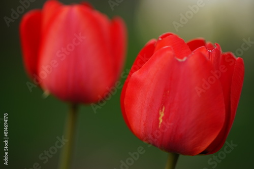Two vivid red tulip flowers grows in spring garden