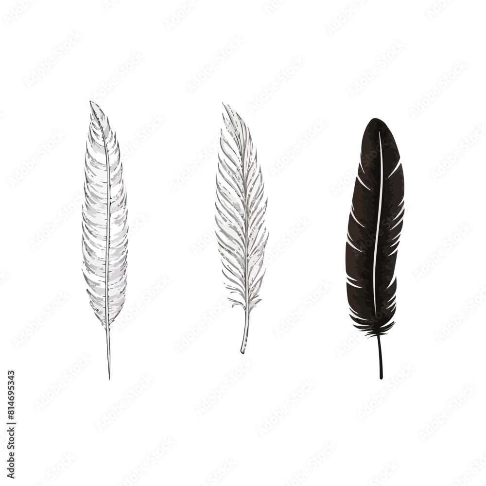Feather | Minimalist and Simple set of 3 Line White background Feather | Minimalist and Simple set of 3 Line White background