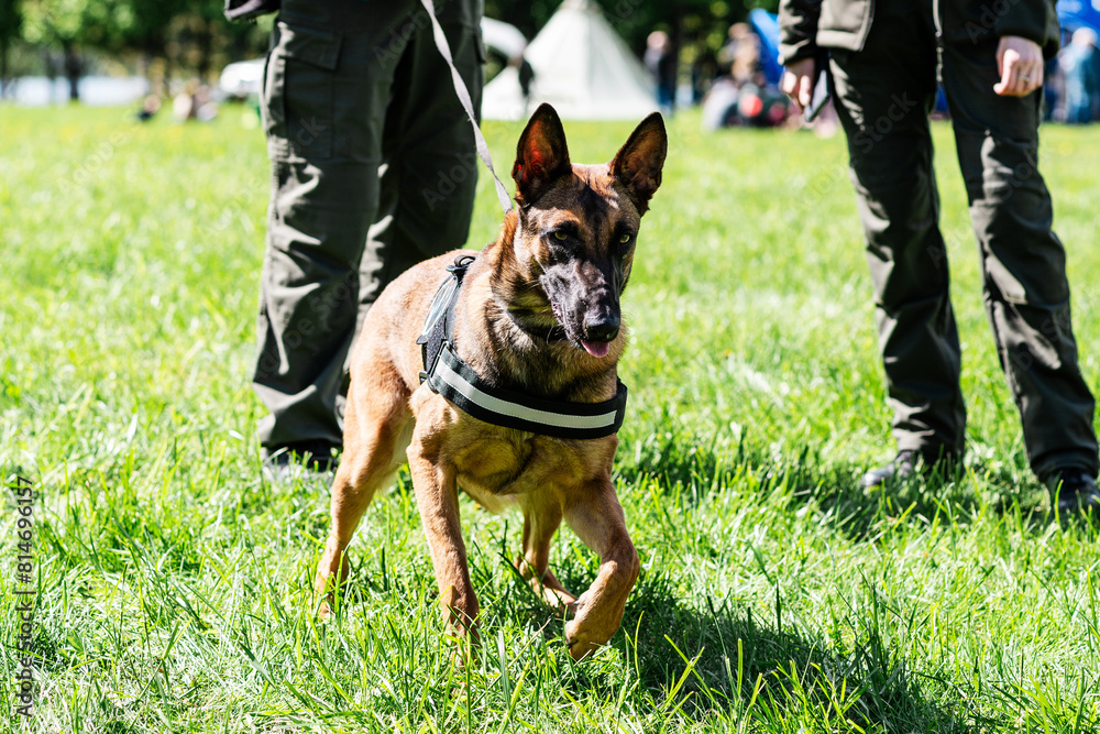 Young police purebred German shepherd, summer time, day, green grass. Young police purebred German shepherd, summer time, day, green grass.
