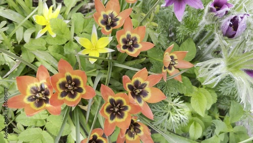 Rock Tulip, Tulipa saxatilis photo