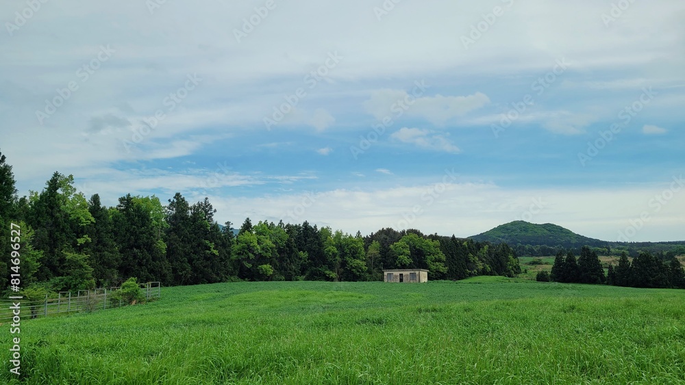 Fototapeta premium meadow, nature, outdoors, pasture, trees