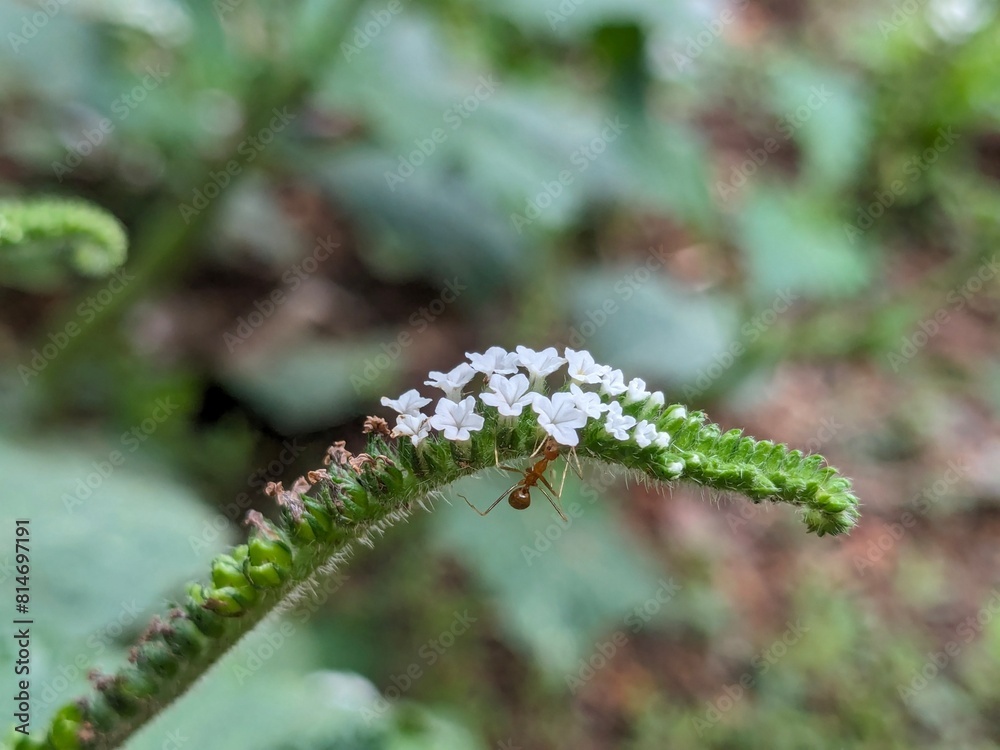 Micro Marvels: Red Ants Exploring a Blossoming Flower Micro Marvels: Red Ants Exploring a Blossoming Flower
