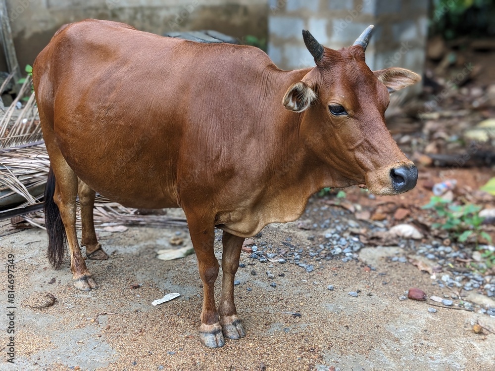 Rustic Charm: Cow Grazing on Farm Pasture Rustic Charm: Cow Grazing on Farm Pasture