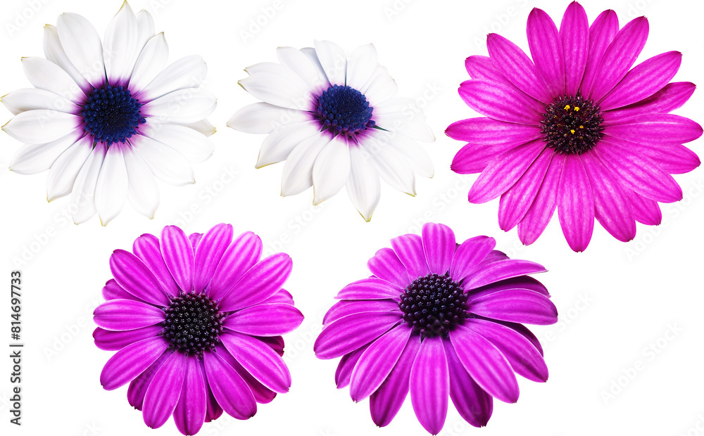 Naklejka premium 아프리카 금잔화 꽃